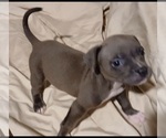 Puppy Diva American Bully