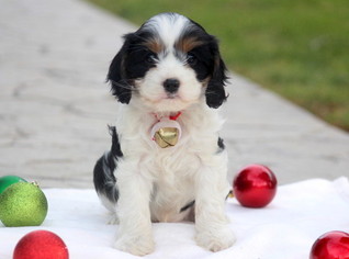 Cavachon Puppy for sale in MOUNT JOY, PA, USA