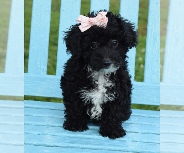 Medium Photo #2 Poodle (Toy)-Yorkshire Terrier Mix Puppy For Sale in BARNESVILLE, KS, USA