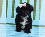 Small Photo #2 Poodle (Toy)-Yorkshire Terrier Mix Puppy For Sale in BARNESVILLE, KS, USA