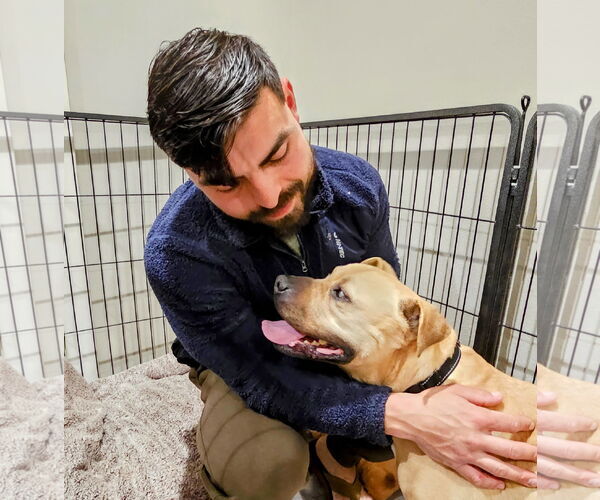 Medium Photo #6 Mutt Puppy For Sale in Chico, CA, USA