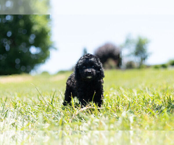 Medium Photo #12 Cavapoo Puppy For Sale in WARSAW, IN, USA
