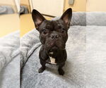 Small French Bulldog