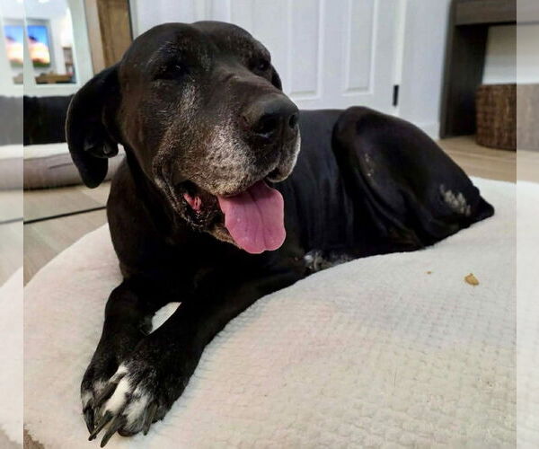 Medium Photo #1 Great Dane Puppy For Sale in Bullard, TX, USA