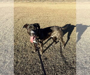 Mutt Dogs for adoption in Rockaway, NJ, USA