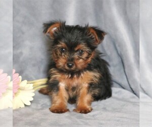 Yorkshire Terrier Puppy for sale in LEBANON, PA, USA