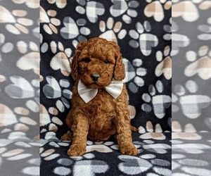 Goldendoodle Puppy for sale in LINCOLN UNIV, PA, USA