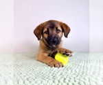 Small #2 Border Collie-Cane Corso Mix