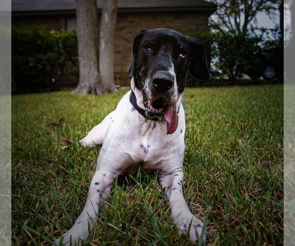 Medium Photo #4 Great Dane Puppy For Sale in Bullard, TX, USA
