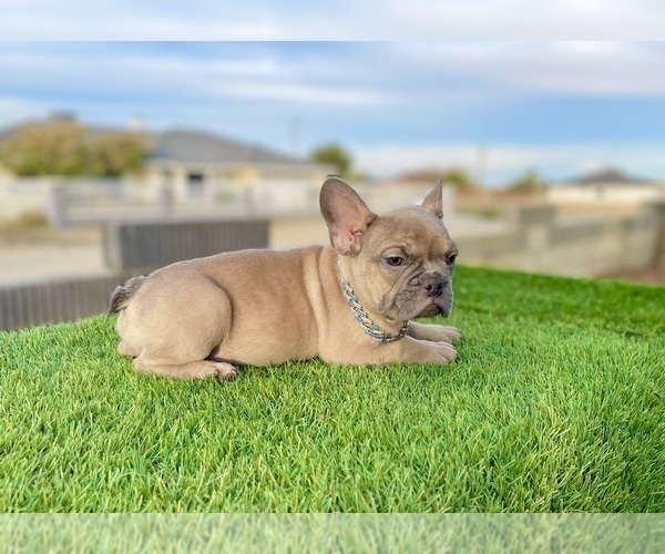 Medium Photo #11 French Bulldog Puppy For Sale in ATLANTA, GA, USA
