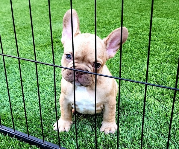 Medium Photo #13 French Bulldog Puppy For Sale in LAS VEGAS, NV, USA