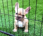Small #12 French Bulldog