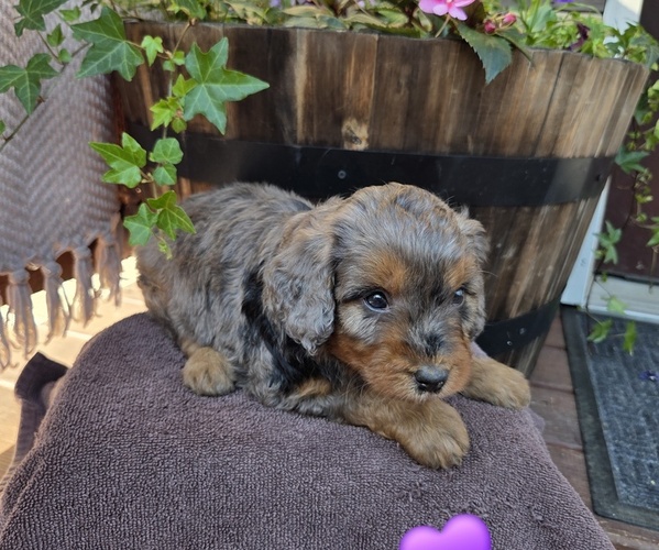 Medium Photo #6 Aussiedoodle Puppy For Sale in SALISBURY, PA, USA