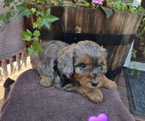 Medium Aussiedoodle