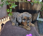 Puppy Maple Aussiedoodle