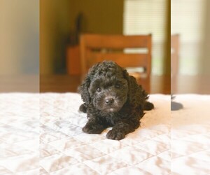 Poodle (Standard) Puppy for sale in HOUSTON, TX, USA