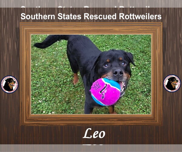 Medium Photo #1 Rottweiler Puppy For Sale in White Hall, AR, USA