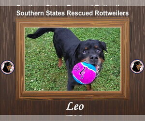 Rottweiler Dogs for adoption in White Hall, AR, USA