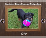 Small Rottweiler