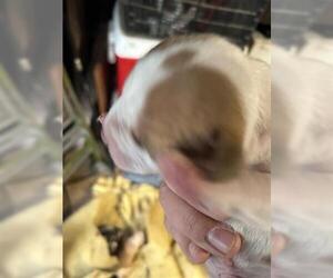 Mutt Dogs for adoption in Houston, TX, USA