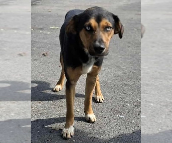 Medium Photo #2 Beagle-Unknown Mix Puppy For Sale in Westwood, NJ, USA