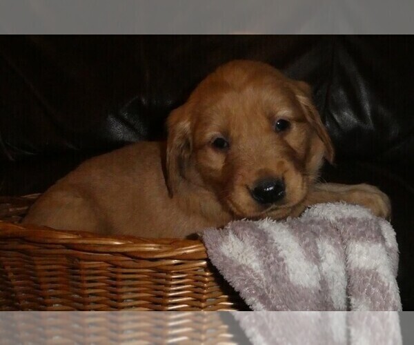 Medium Photo #1 Golden Retriever Puppy For Sale in WOLCOTT, VT, USA