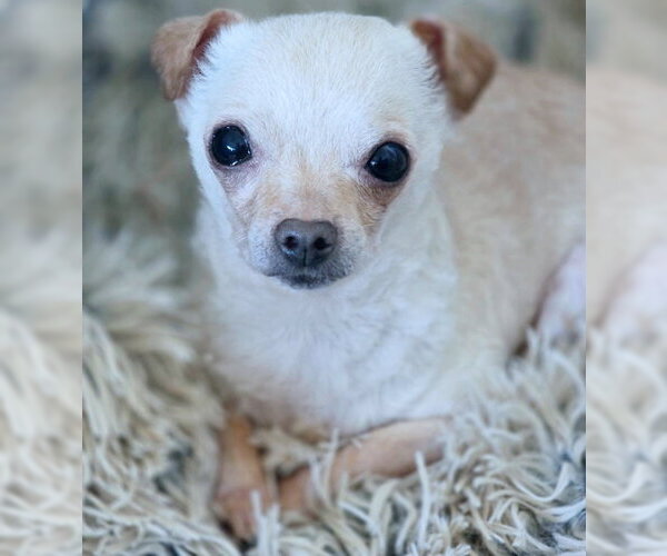 Medium Photo #3 Chihuahua Puppy For Sale in Chino Hills, CA, USA