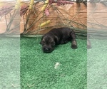 Small Photo #6 Schnauzer (Miniature) Puppy For Sale in FORT PIERCE, FL, USA