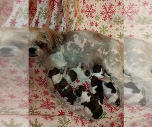 Shih Tzu Puppy for Sale in FANNING SPGS, Florida USA