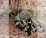 Small Shih Tzu