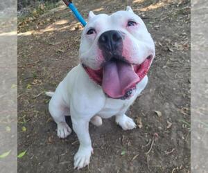 American Pit Bull Terrier Dogs for adoption in Long Beach, CA, USA