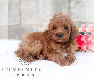 Cavapoo (Miniature) Puppy for sale in DORNSIFE, PA, USA