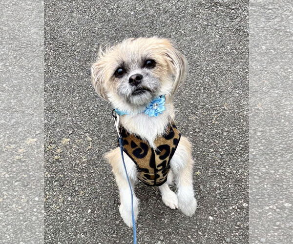 Medium Photo #3 Shih Tzu-Unknown Mix Puppy For Sale in Rockaway, NJ, USA