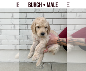 Goldendoodle Puppy for sale in BLUE SPRINGS, MO, USA
