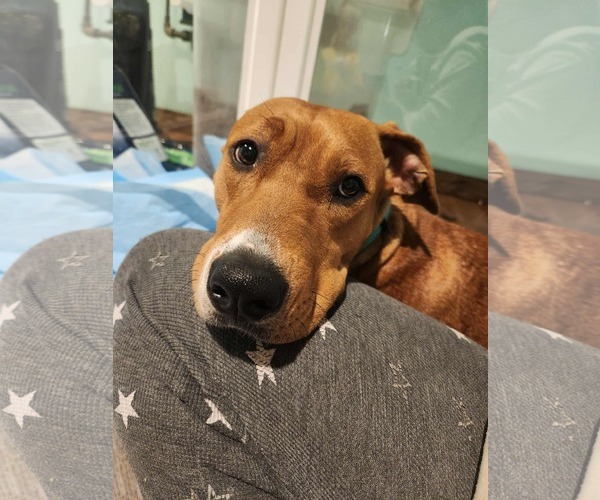 Medium Photo #4 Mutt Puppy For Sale in Clinton , MI, USA