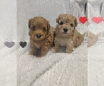 Image preview for Ad Listing. Nickname: Litter of 2