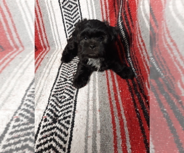 Medium Photo #1 Zuchon Puppy For Sale in MONMOUTH, IL, USA