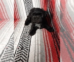Small Photo #1 Zuchon Puppy For Sale in MONMOUTH, IL, USA