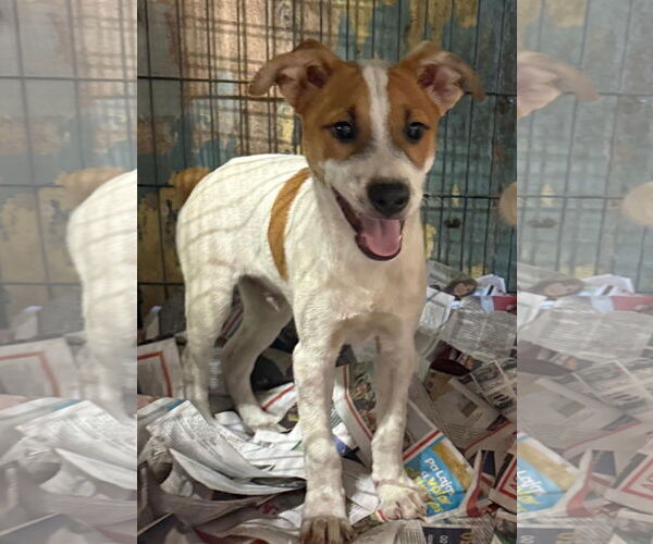 Medium Photo #3 Jack Russell Terrier-Unknown Mix Puppy For Sale in Virginia Beach, VA, USA