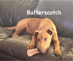 Small #11 Labrador Retriever-Pharaoh Hound Mix