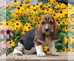 Small #1 Basset Hound