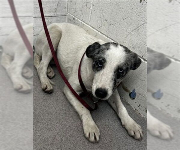 Medium Photo #1 Mutt Puppy For Sale in San Bernardino, CA, USA