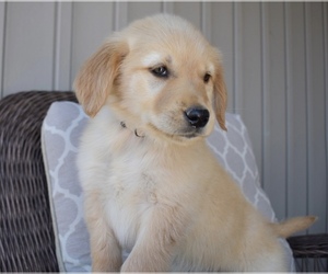 Golden Retriever Puppy for sale in FORDLAND, MO, USA