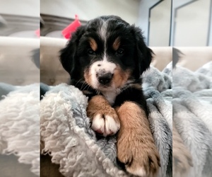Bernese Mountain Dog Puppy for sale in SANGER, CA, USA