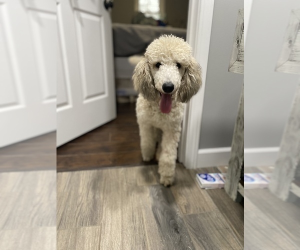 Medium Photo #1 Poodle (Standard) Puppy For Sale in RAMER, TN, USA