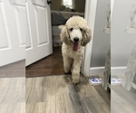Small Photo #1 Poodle (Standard) Puppy For Sale in RAMER, TN, USA