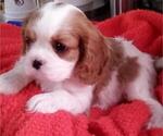 Small Photo #10 Cavalier King Charles Spaniel Puppy For Sale in MILLERSBURG, OH, USA