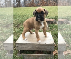 Boxer Puppy for sale in GOSHEN, IN, USA