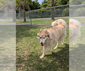 - Mix Dogs for adoption in Texas City, TX, USA