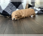 Small Photo #1 Goldendoodle Puppy For Sale in MARION, OH, USA